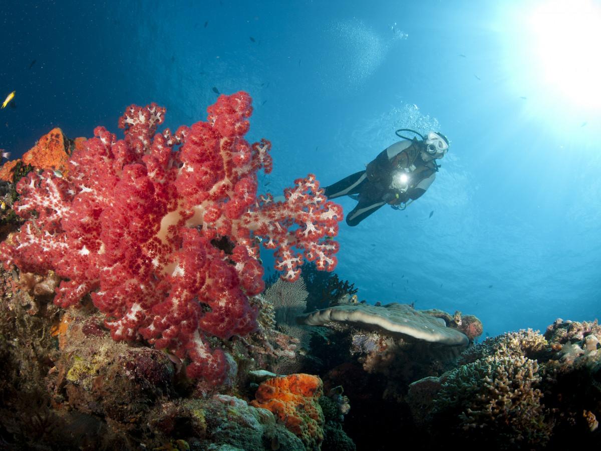 Papua New Guinea - The 5 Must-Visit Dive Resorts