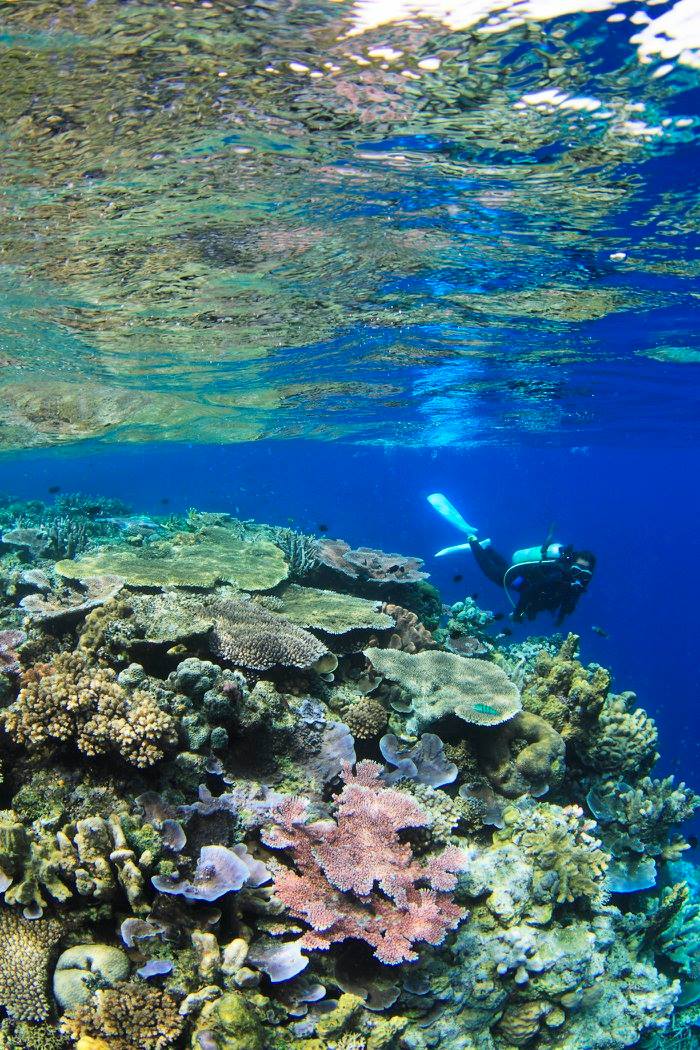 Papua New Guinea - The 5 Must-Visit Dive Resorts 7 Papua New Guinea - The 5 Must-Visit Dive Resorts