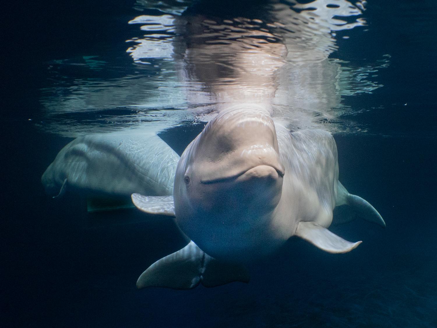 Beluga Whale Sanctuary