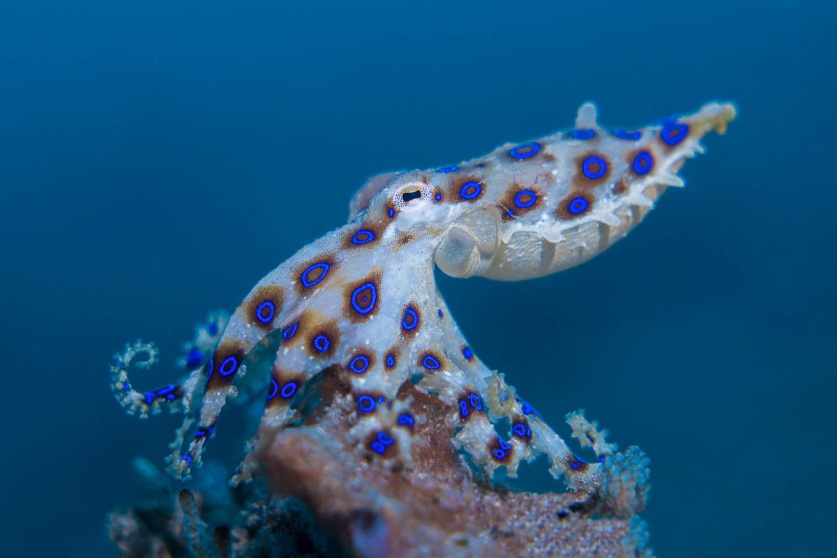 Underwater Photography in the Lembeh Strait