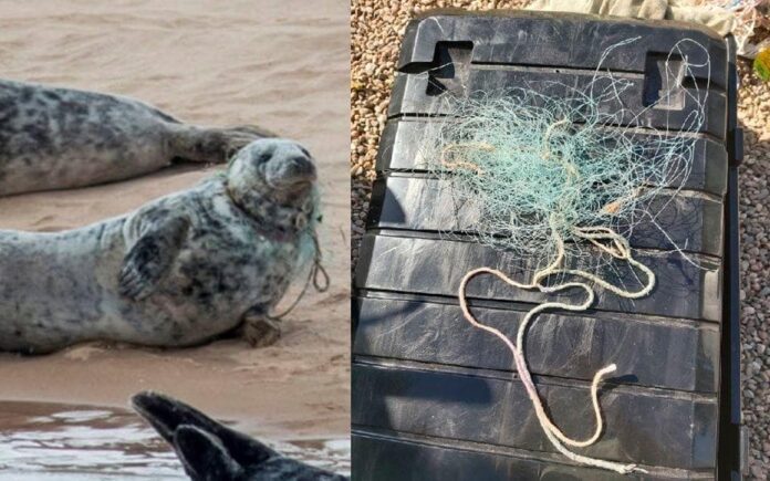 British Divers Marine Life Rescue A seal entangled in monofilament