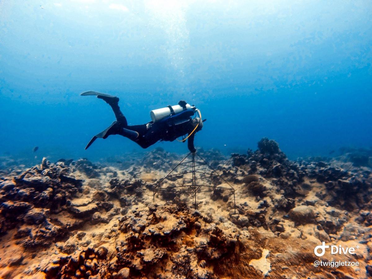 Coral Regeneration Program in Rarotonga