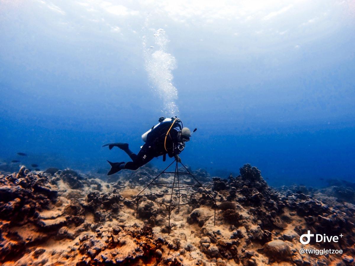 Coral Regeneration Program in Rarotonga