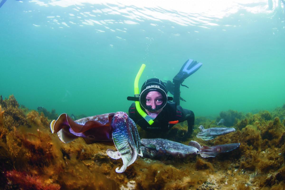 Giant Cuttlefish fishing restrictions lifted in South Australia