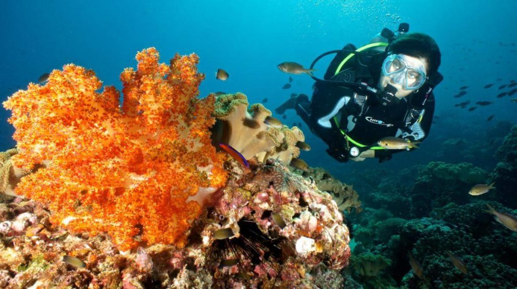 Daymaniyat Islands Diving in Oman