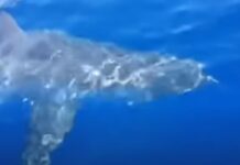 Great white shark filmed off the coast of Lampedusa in Italy