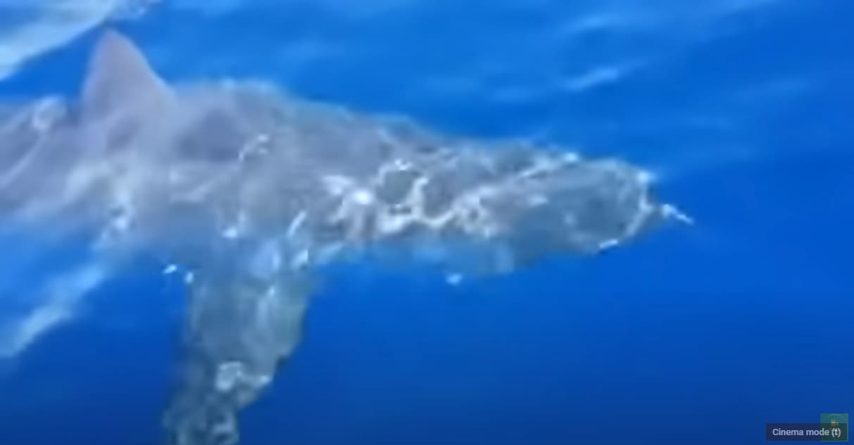 Great white shark filmed off the coast of Lampedusa in Italy