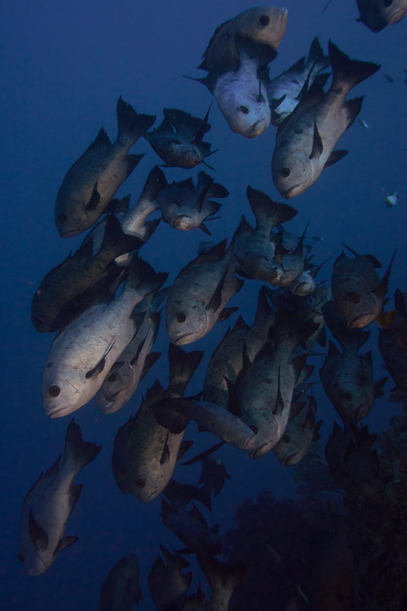 Top 5 Best Dive Sites of Siladen, Bunaken Marine Park, Indonesia