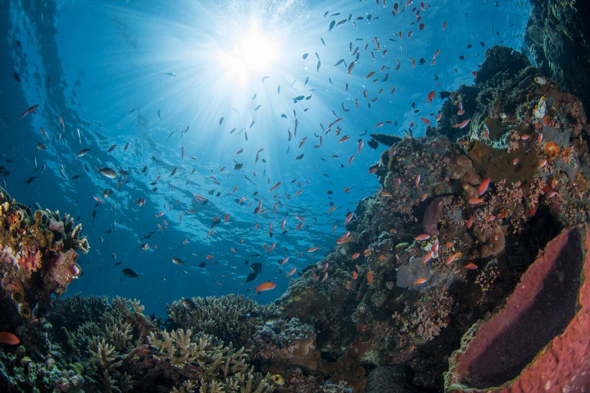 Top 5 Best Dive Sites of Siladen, Bunaken Marine Park, Indonesia