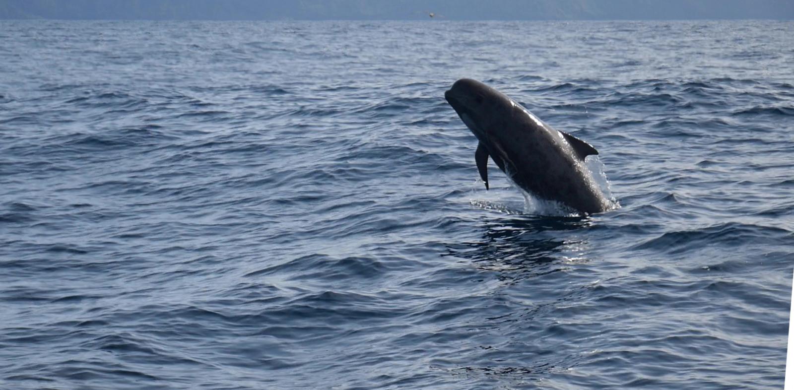 Kim long finned pilot whale breaching Kim long finned pilot whale breaching