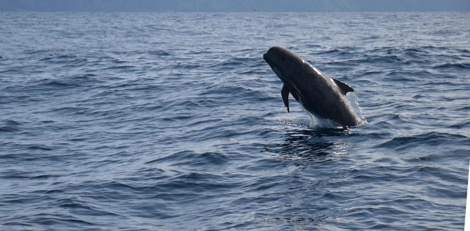 Kim long finned pilot whale breaching