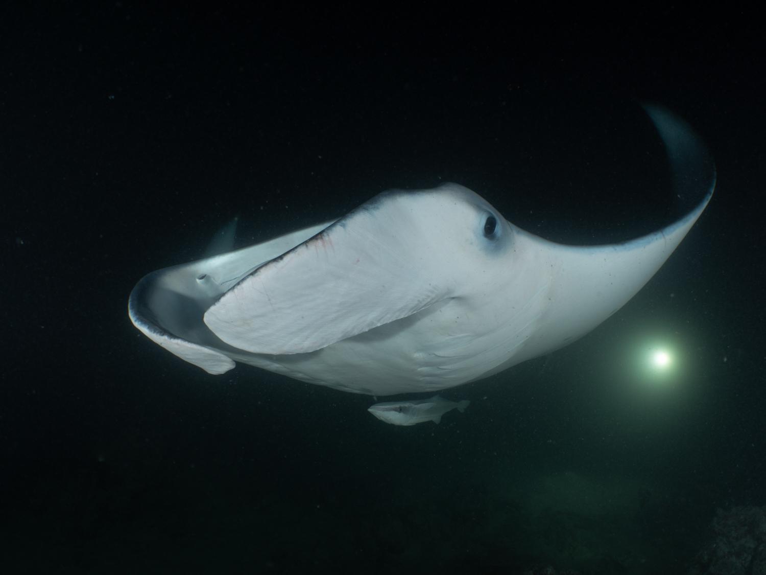 Manta Night Dive