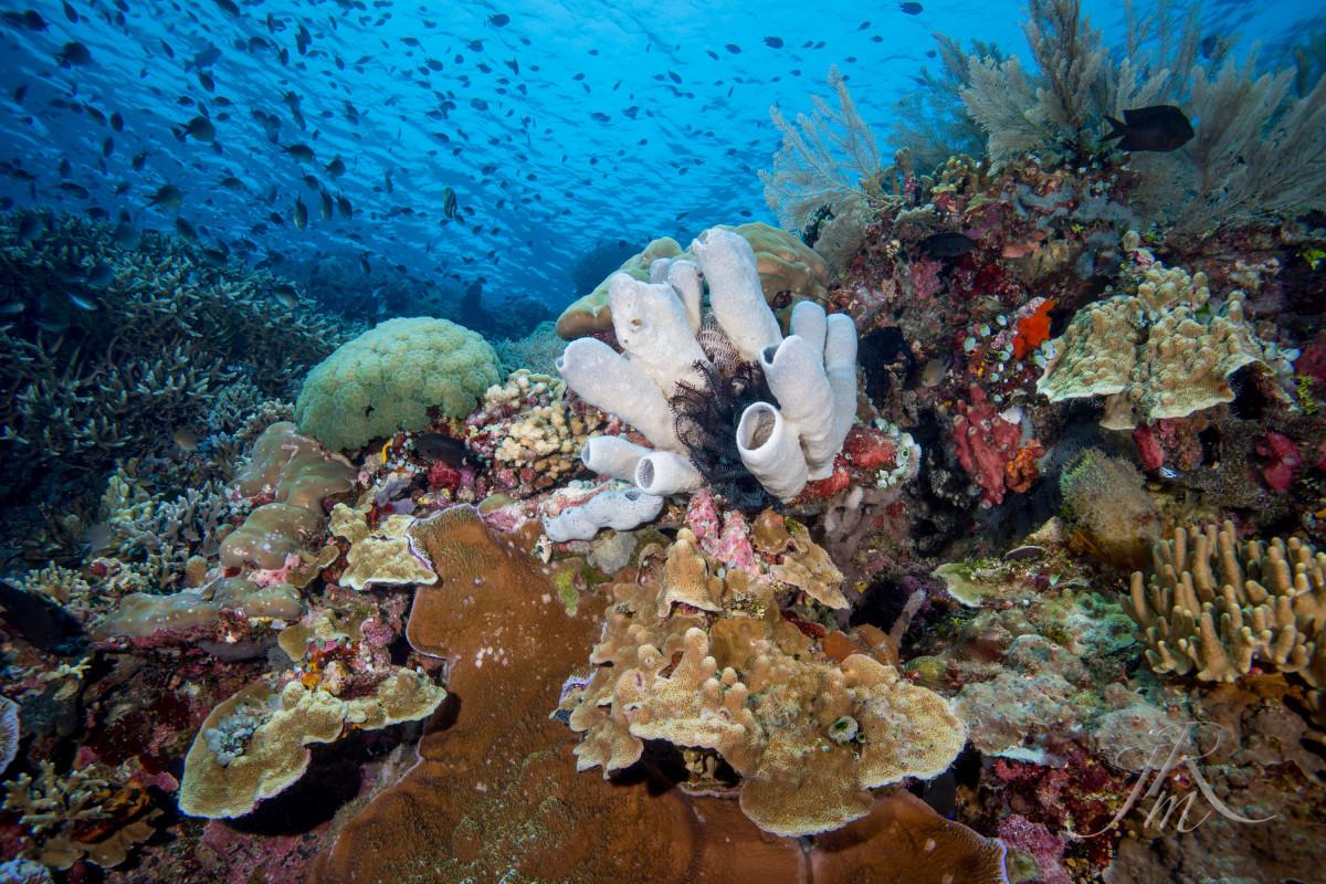 Top 5 Best Dive Sites of Siladen, Bunaken Marine Park, Indonesia