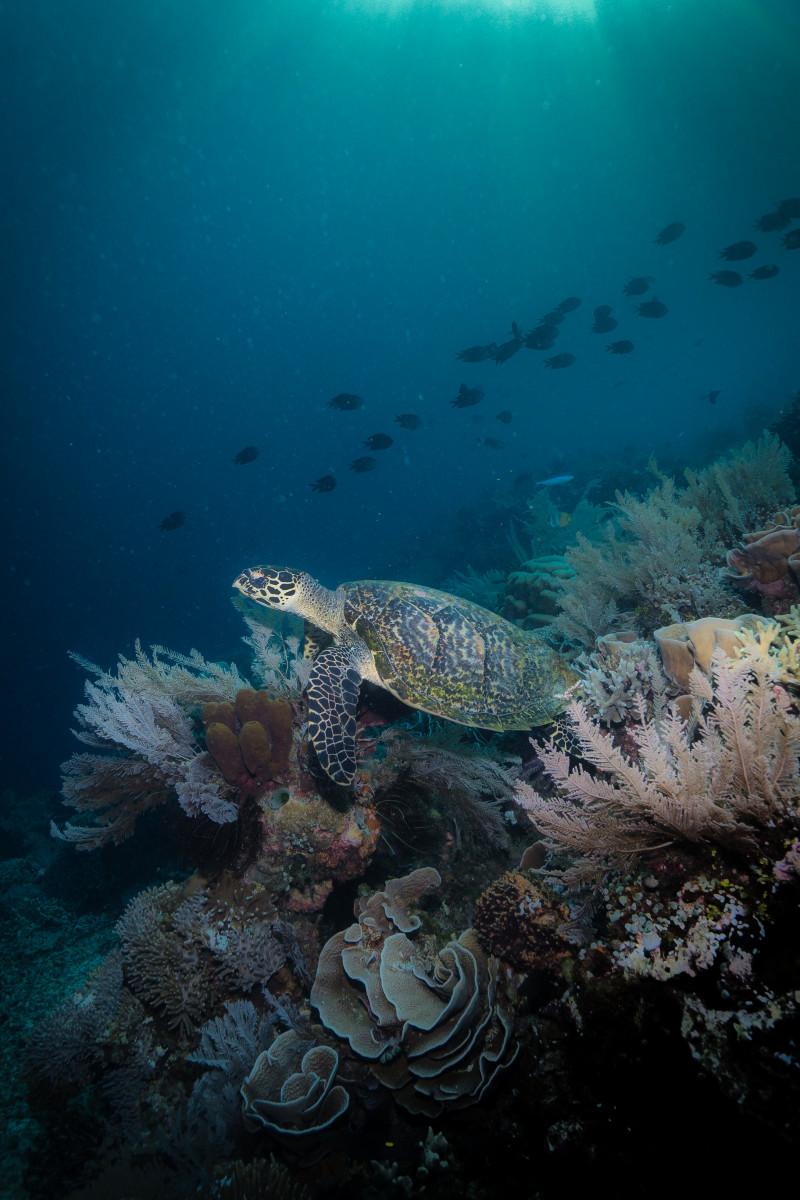 Top 5 Best Dive Sites of Siladen, Bunaken Marine Park, Indonesia