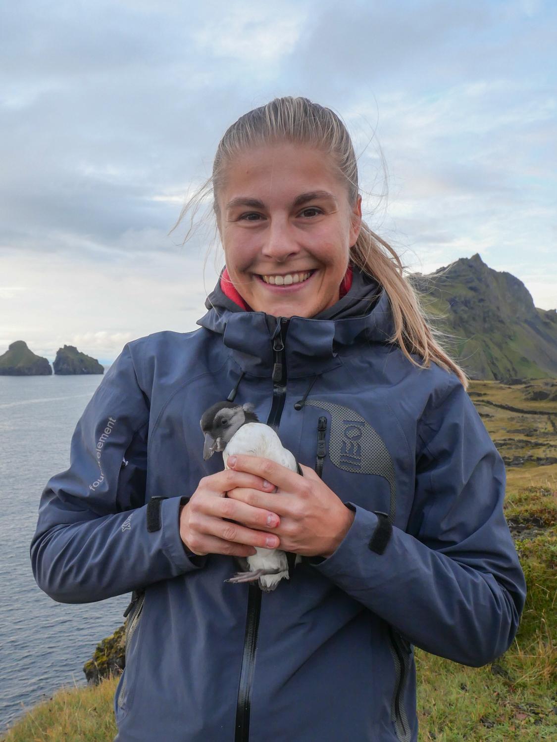 Puffling Release Westman Islands