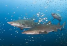 Sand tiger sharks on the wreck of the Caribsea North Carolina