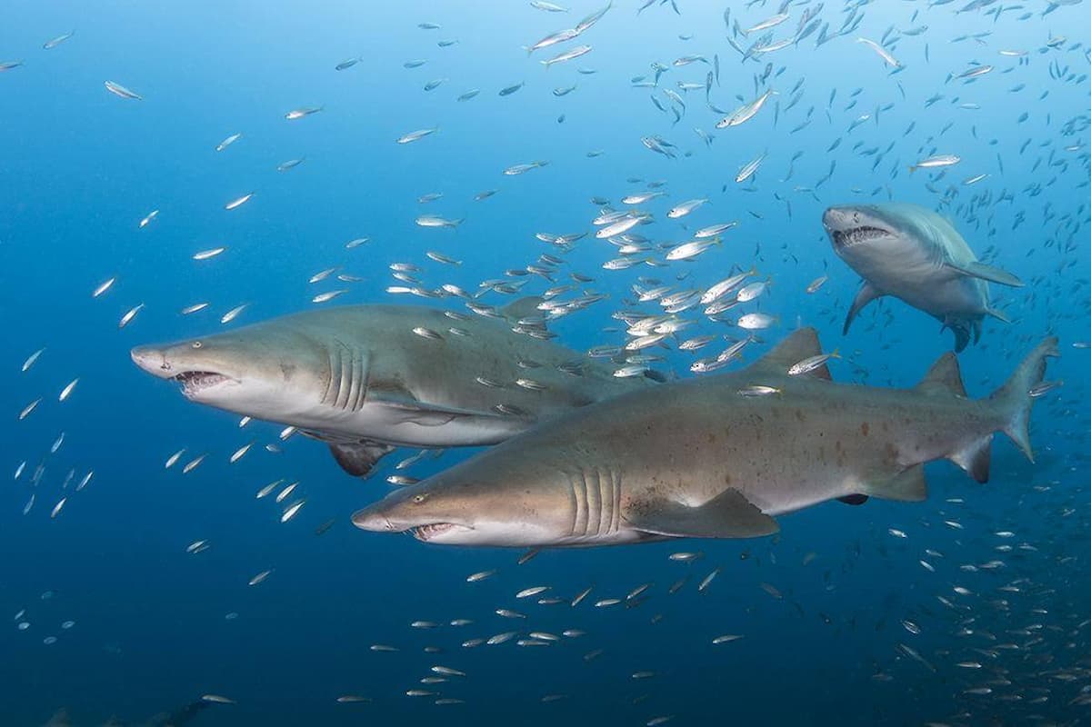 Sand tiger sharks on the wreck of the Caribsea North Carolina