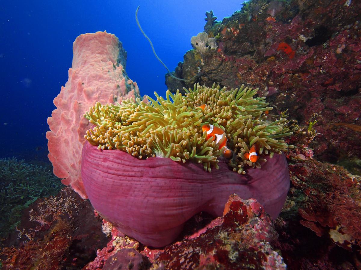 Papua New Guinea - The 5 Must-Visit Dive Resorts