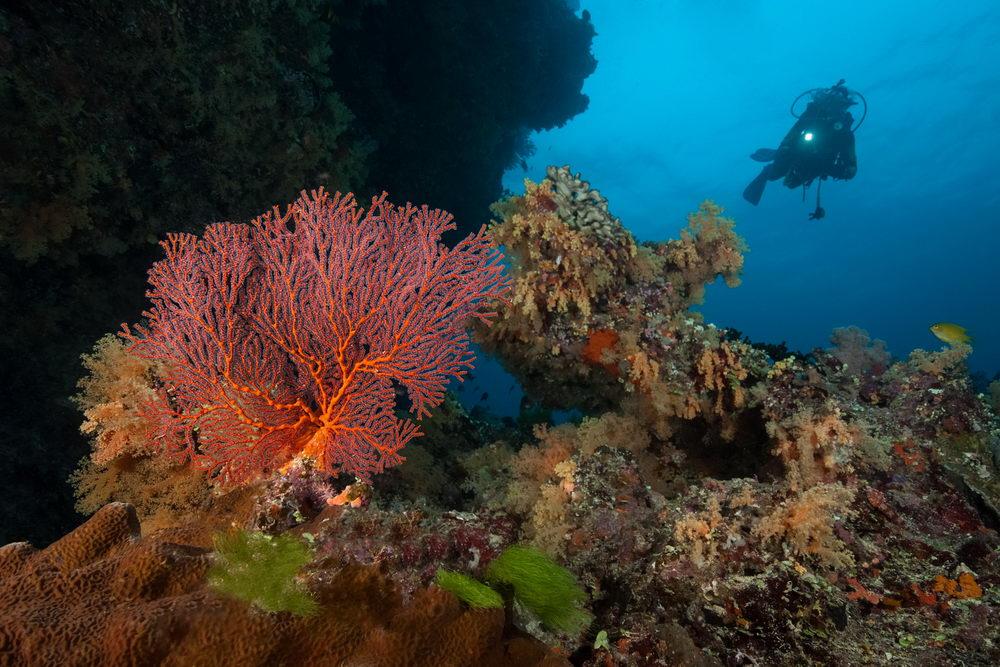 Fiji's Best Dive Sites - Part 2, Fantastic