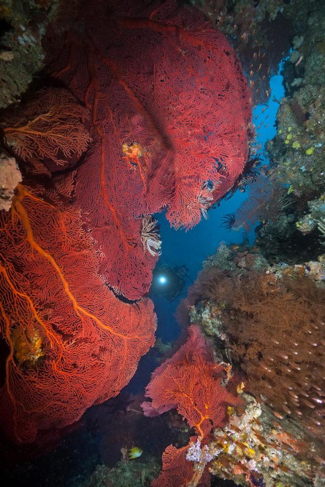 Fiji's Best Dive Sites - Part 2, Fantastic