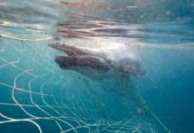 juvenile humpback whale tangled in shark nets off the Queensland coast at Burleigh heads