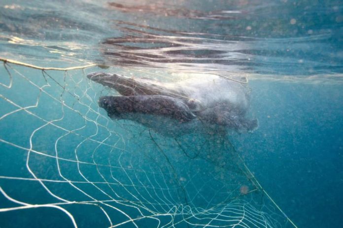 juvenile humpback whale tangled in shark nets off the Queensland coast at Burleigh heads