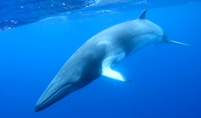 Iceland Cancels 2020 Whale Hunt