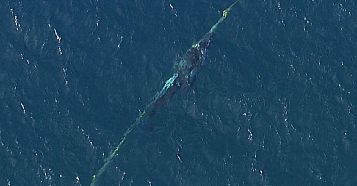 rescue mission underway to save whale calf stuck in nets