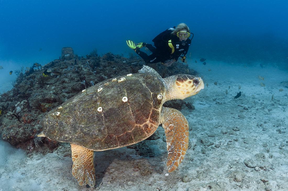 scuba diver with a sea turtle