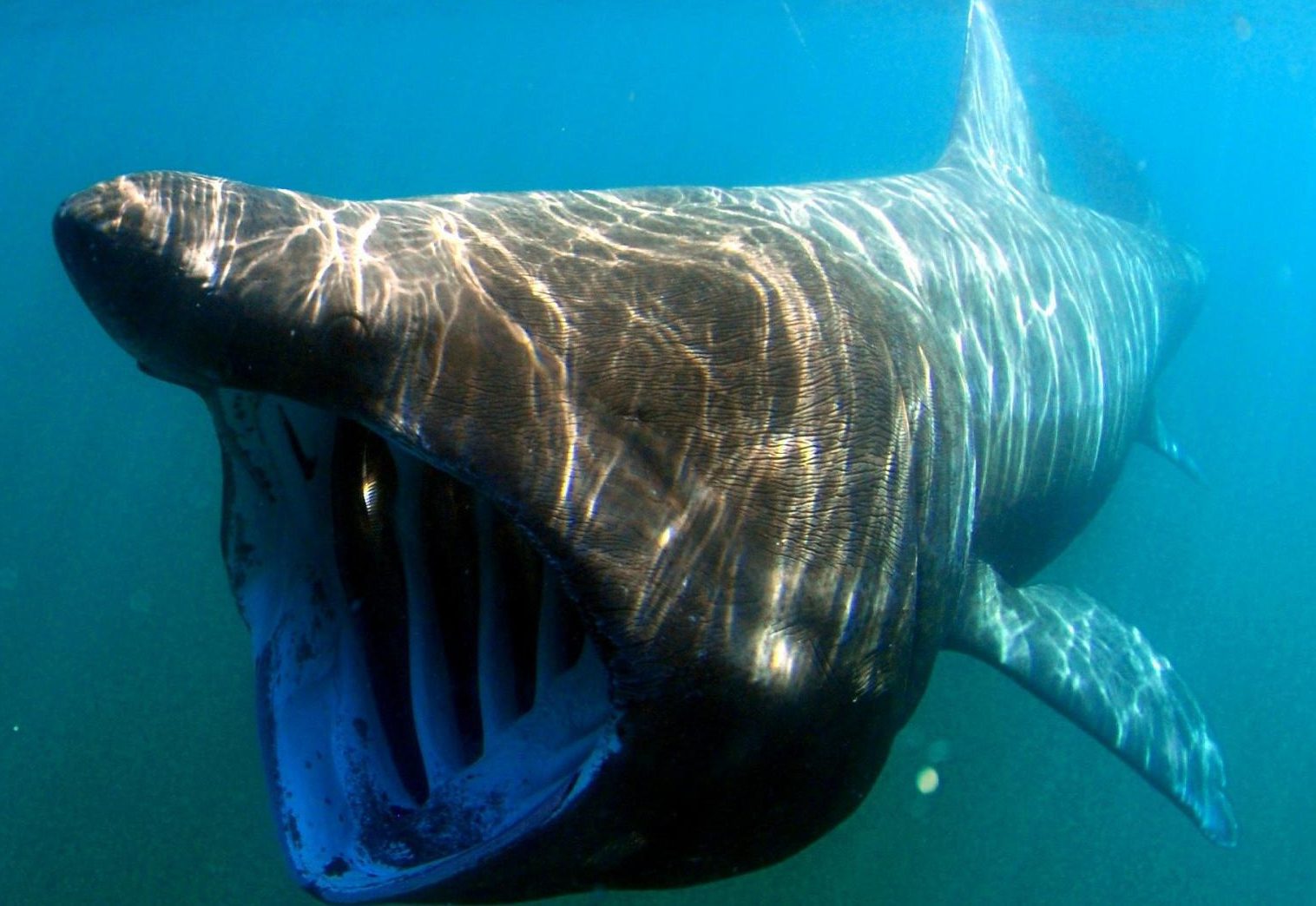 basking sharks