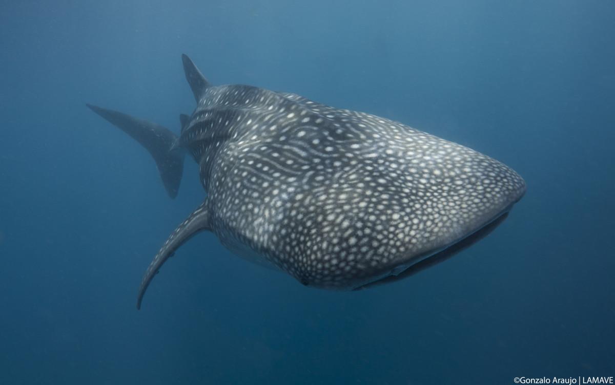 whale-shark-front-Sulu-Sea1.jpg