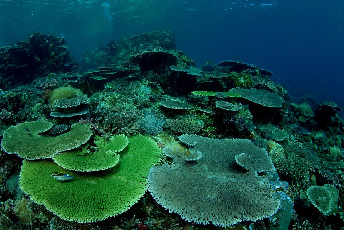5 Coral Reef Facts