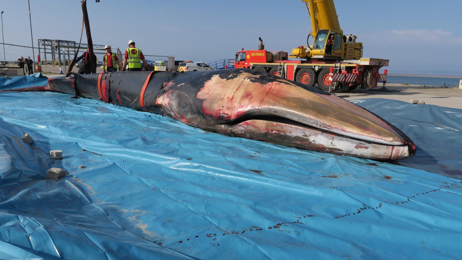 fin whale