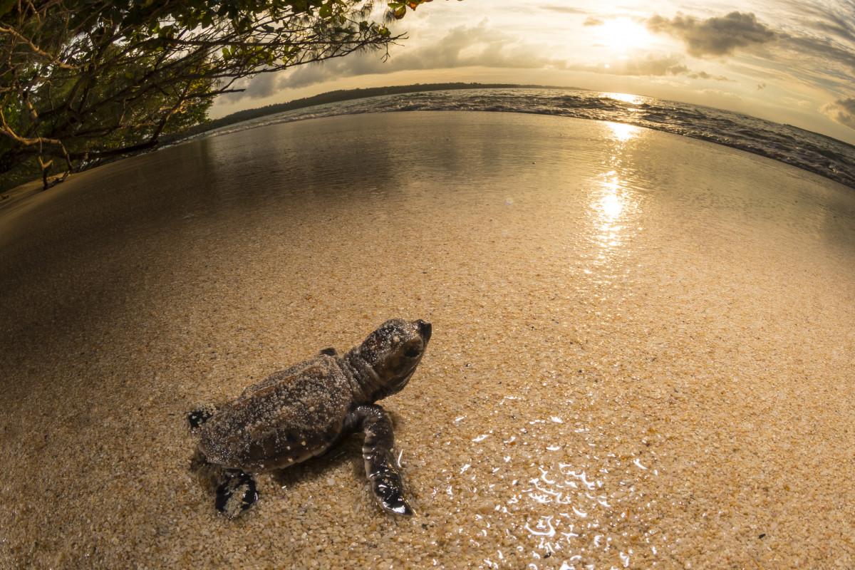 Papua New Guinea, Marine Conservation at Lissenung Island Resort