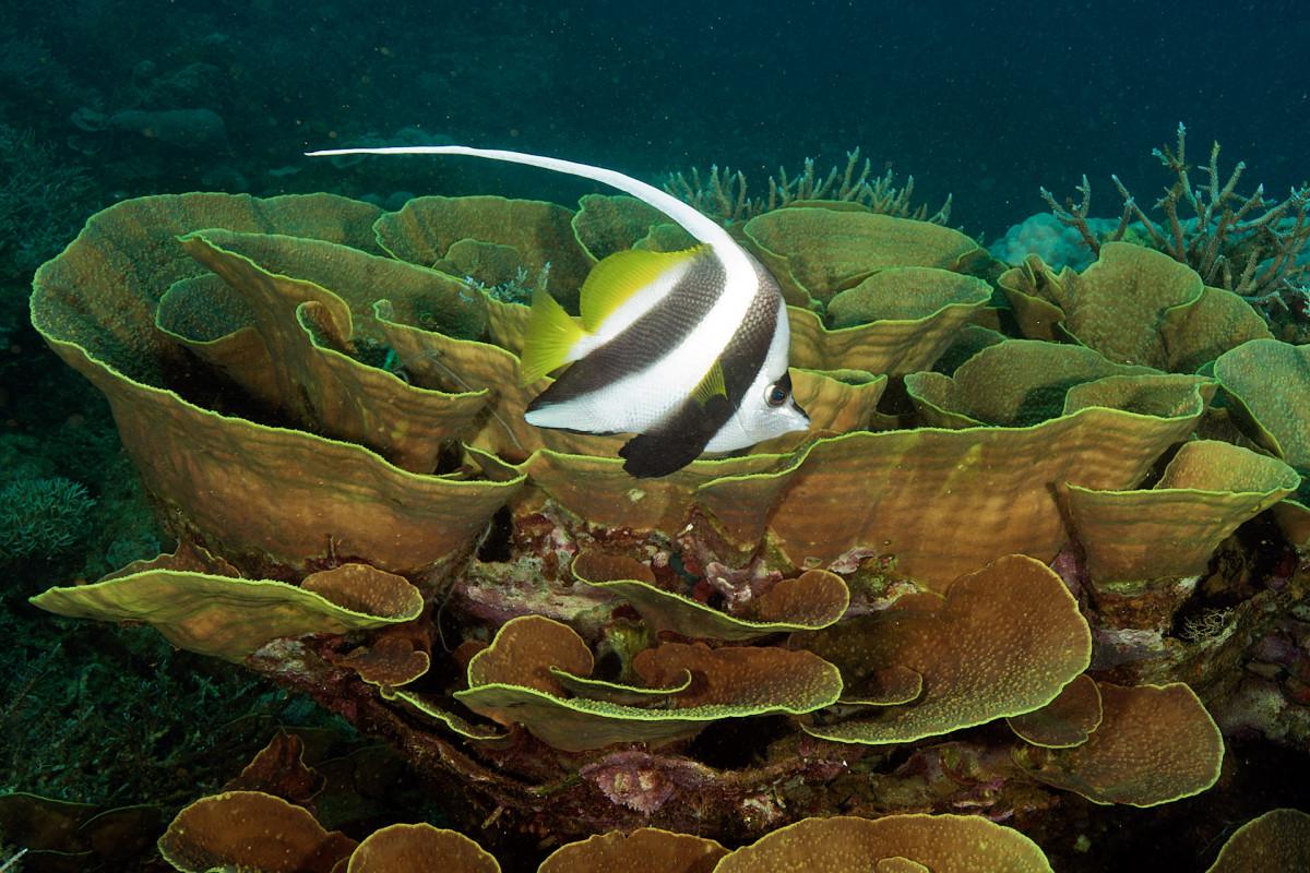 The Spectacular Reefs of New Caledonia