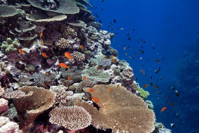 The Spectacular Reefs of New Caledonia