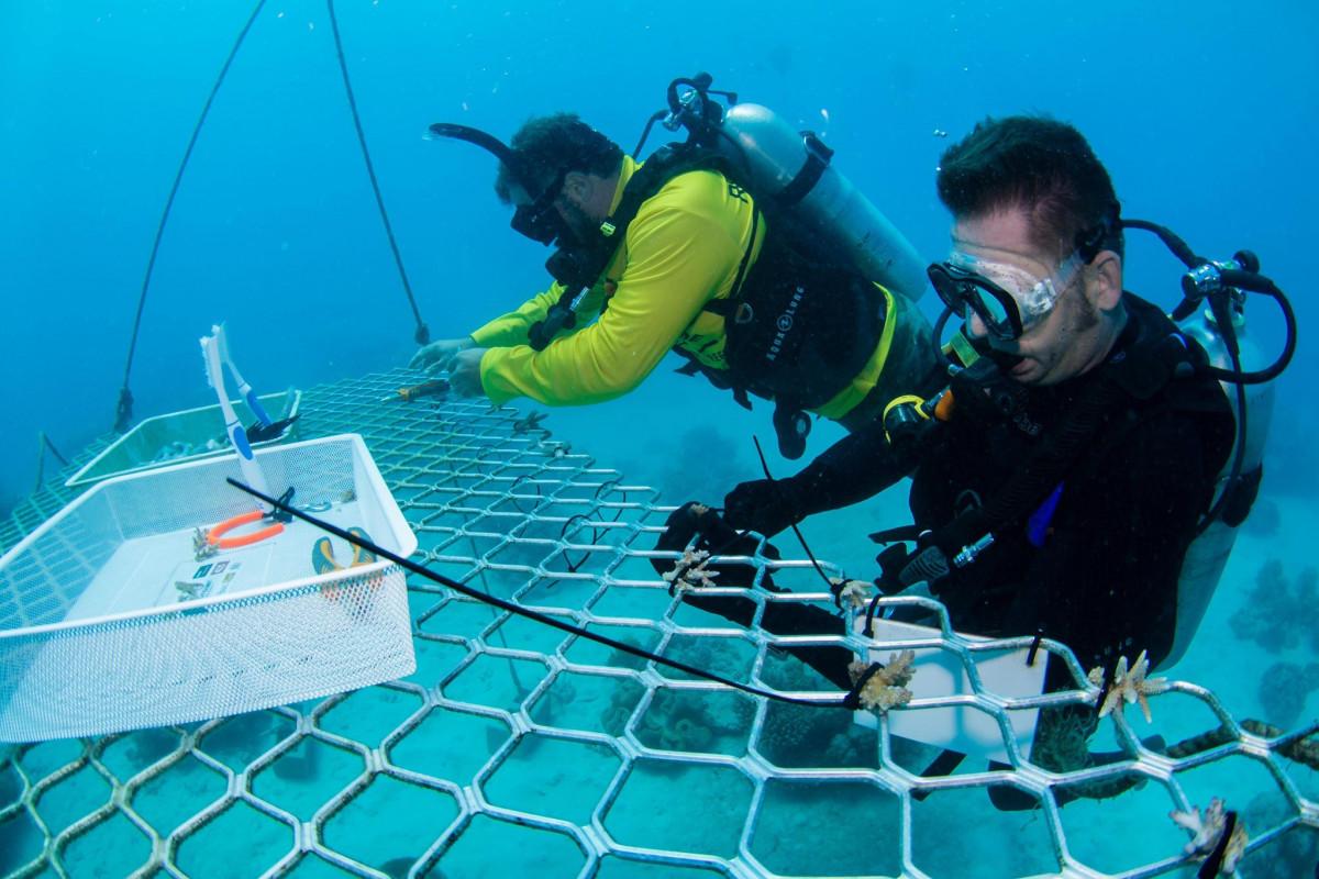 Passionate About Coral Planting