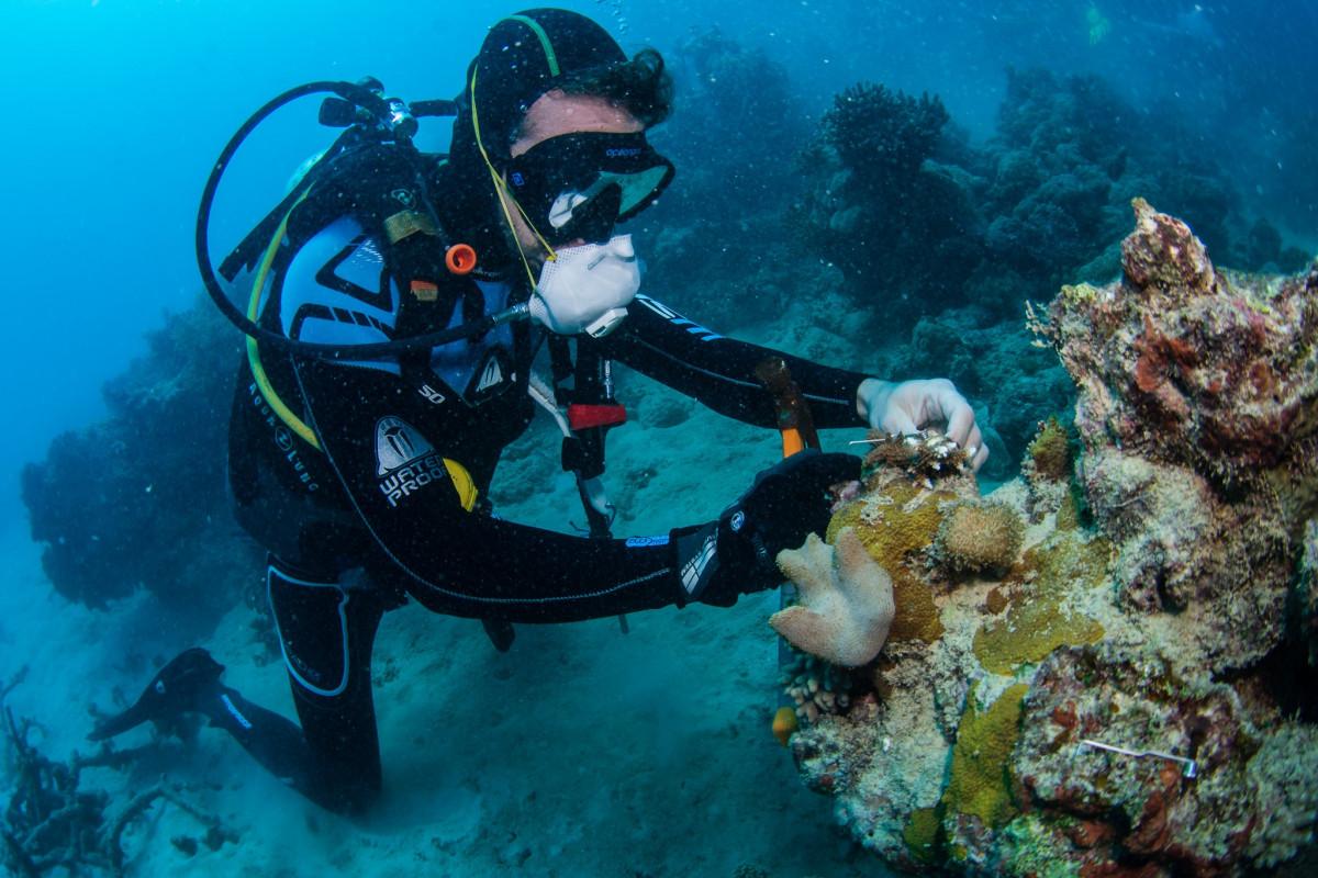 passionate about coral planting 