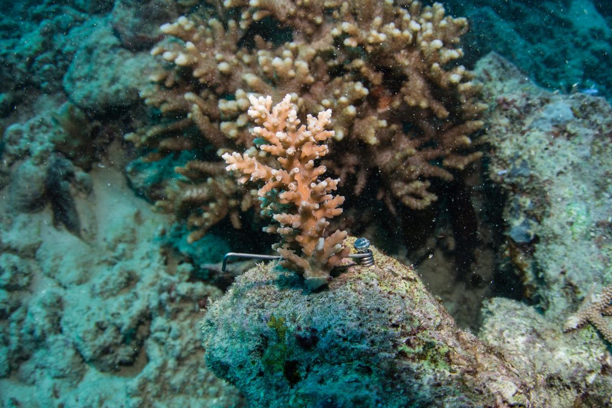 passionate about coral planting 