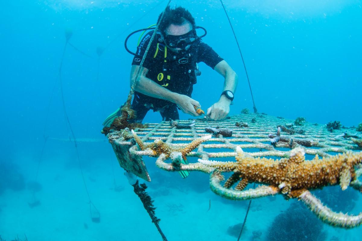 passionate about coral planting 