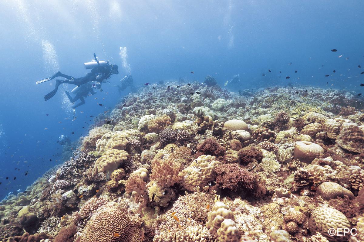 The Philippines 8 Best Dive Destinations