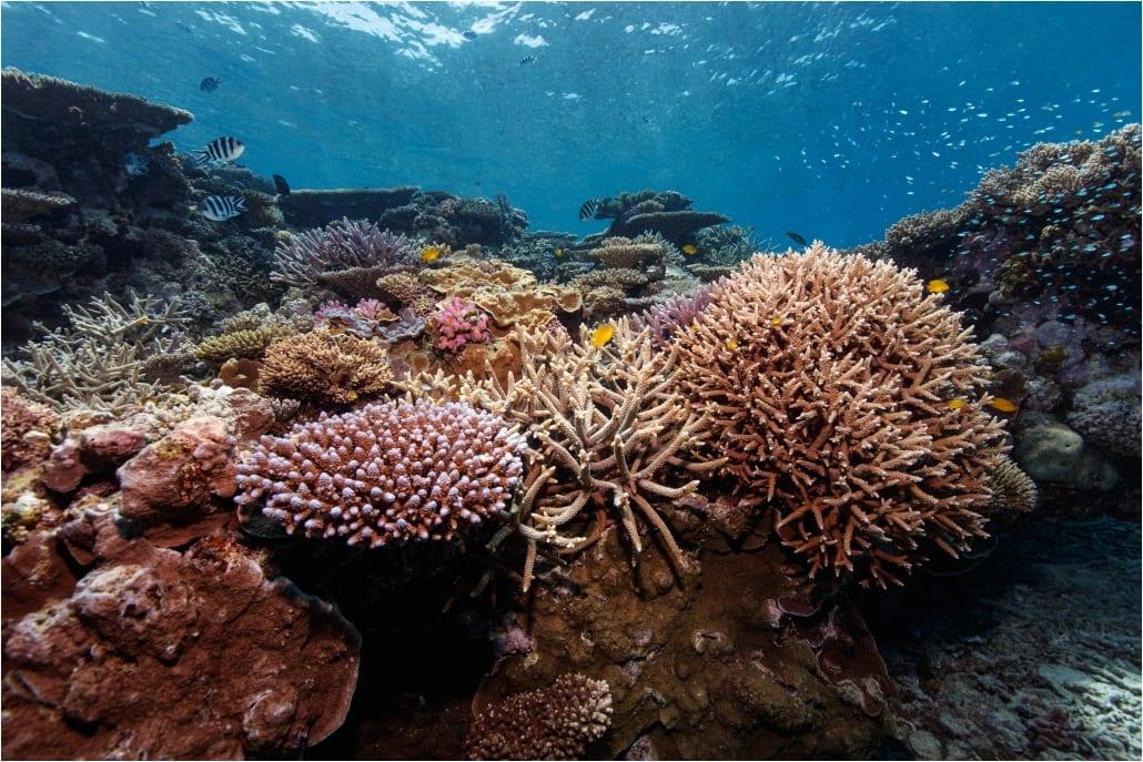 Protecting the Reef Ecosystem – Lady Musgrave Experience