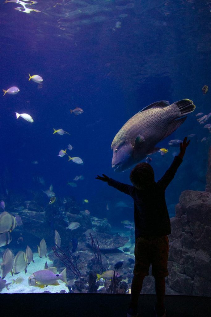 National Marine Aquarium