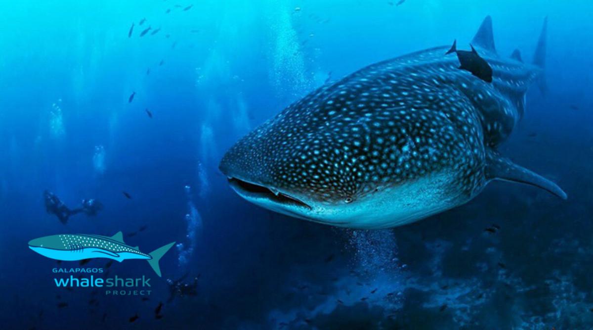 The Galapagos Whale Shark Project