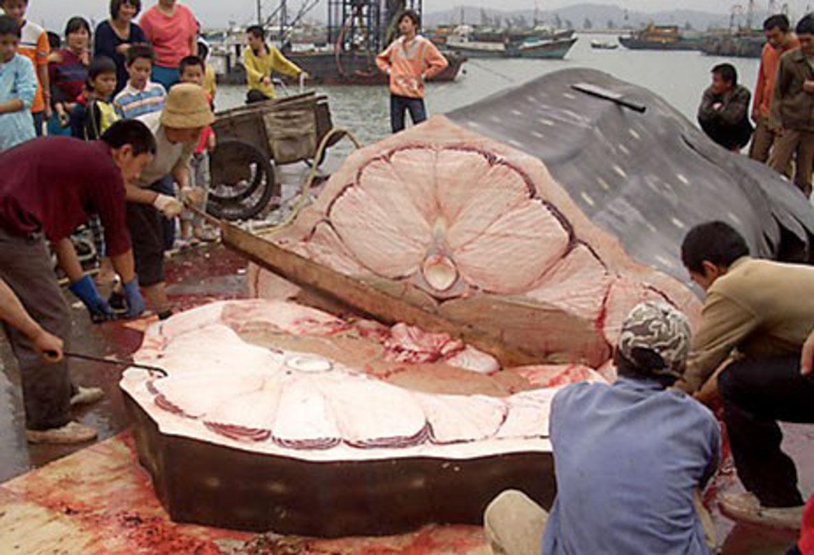 A capture and cutting up of a whale shark in Taiwan, for food