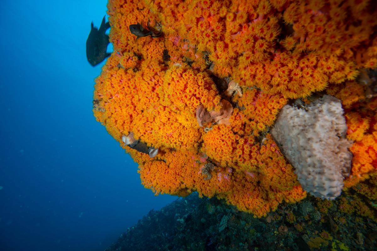 Diving at Rottnest, 4 of the Best