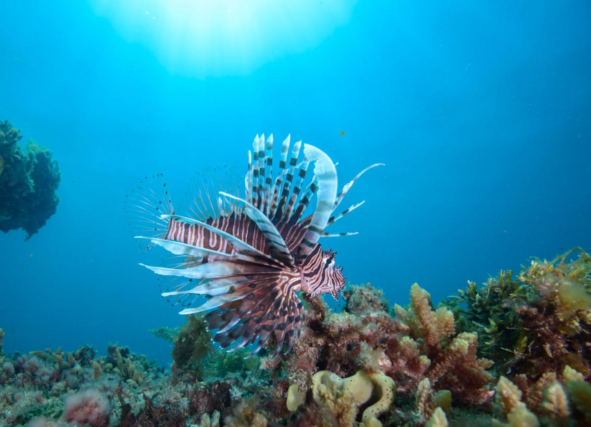 Diving at Rottnest, 4 of the Best