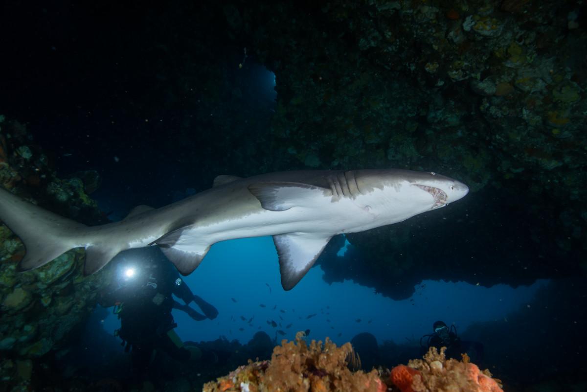 Diving at Rottnest, 4 of the Best