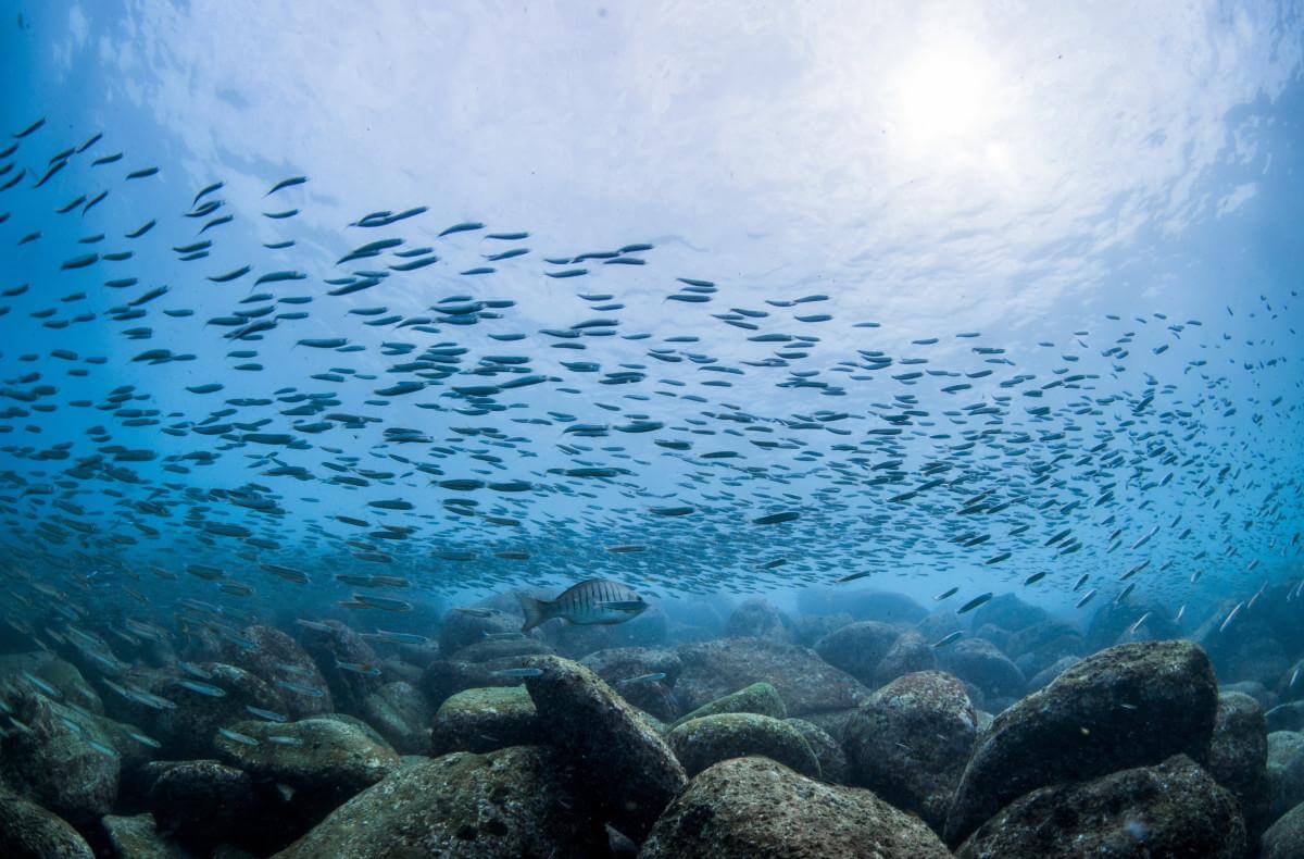 5 Iconic New South Wales Dive and Snorkelling sites 3 Shelly Beach in Manly Australia