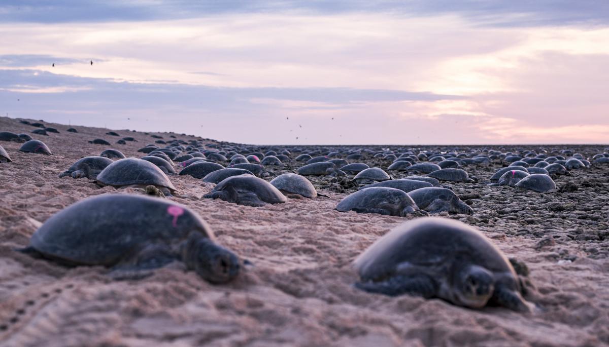 64,000 Green Turtles captured by Drone 4 Turtles nesting on Raine Island